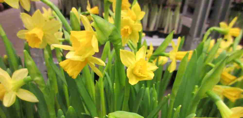 http://www.blumen-kubat.at/data/image/thumpnail/image.php?image=239/blumenkubat_at_article_4345_0.jpg&width=1000
