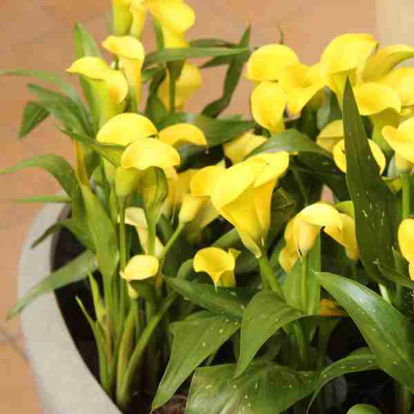 http://www.blumen-kubat.at/data/image/thumpnail/image.php?image=239/blumenkubat_at_article_4411_0.jpg&width=600
